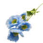 Poppy Stem Light Blue 60cm 2