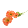 Poppy Stem Salmon 60cm 2