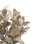 Holly Leaves Champagne 32cm 7 Stems 2