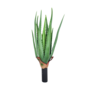 Small Aloe 44cm