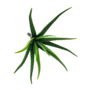 X Small Aloe 37cm 2