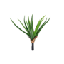 X Small Aloe 37cm