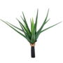 Medium Aloe 55cm