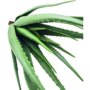 Large Aloe 66cm 2