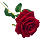 Single Stem Rose Red 62cm 2