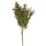 Fine Leaf Bush Orange 54cm 4