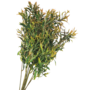 Fine Leaf Bush Orange 54cm 5