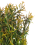 Fine Leaf Bush Orange 54cm 6