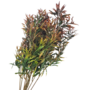 Fine Leaf Bush Maroon 54cm 2