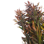 Fine Leaf Bush Maroon 54cm 3