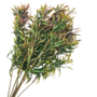 Fine Leaf Bush Pink 54cm 2