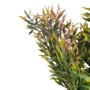 Fine Leaf Bush Pink 54cm 3