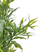 Fine Leaf Bush Light Green 54cm 2