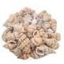 Sea Shells In Net Bag 100g 6