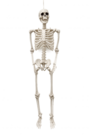 Hal1dn Life Size Hanging Skeleton