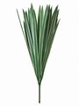 Yucca Plant White Edge 40cm