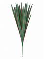 Yucca Plant Red Edge 40cm