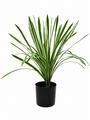 Artificial Spider Plant In Black Pot Realistic Faux Green Indoor Plant 46cm