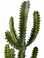 Euphorbia Lactea Cactus Plant 85 X 30 Cm Close Up