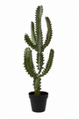 Euphorbia Lactea Cactus Plant 85 X 30 Cm