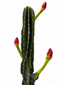 Artificial Flowering Column Cactus Plant 110 Cm Tall Close Up
