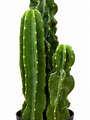 Artificial Multi Stem Column Cactus Plant 75 X 17 Cm Close Up