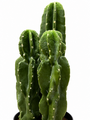 Artificial Clustered Column Cactus Plant 38 X 34 Cm Close Up