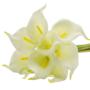 Calla Lily Bunch Of 9