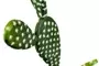 44cm Cactus Prickly Pear 2